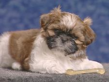 Shih-tzu 2