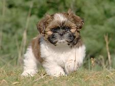 Mei-Li outdoors Shih-tzu