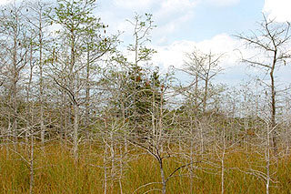 bald cypress