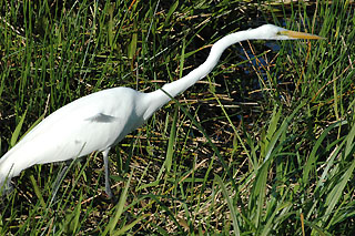 florida white bird