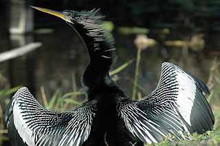 anhinga