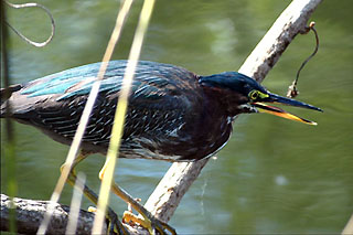 Shark Valley bird