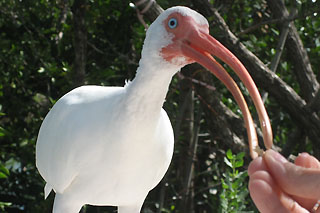 Ibis