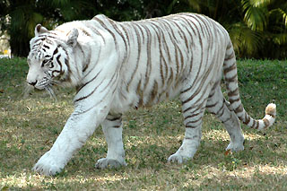 Miami Metrozoo tiger